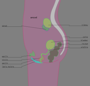 <img300*0:stuff/z/57/femehans/2007122101_TFK_sexes_ancod.png>