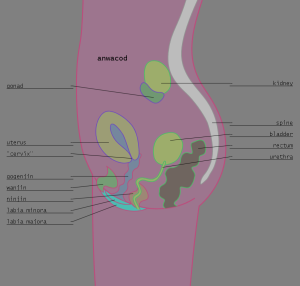 <img300*0:stuff/z/57/femehans/2007122101_TFK_sexes_anwacod.png>
