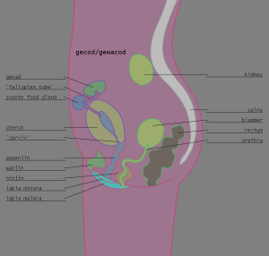 <img300*0:stuff/z/57/femehans/2007122101_TFK_sexes_gecodgewacod.png>