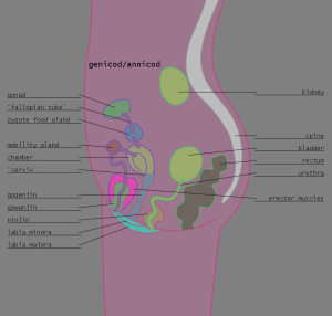 <img300*0:stuff/z/57/femehans/2007122101_TFK_sexes_genicodannicod.png>
