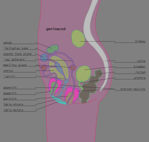 <img300*0:stuff/z/57/femehans/2007122101_TFK_sexes_geniwacod.png>