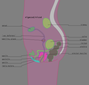 <img300*0:stuff/z/57/femehans/2007122101_TFK_sexes_nigecodnicod.png>