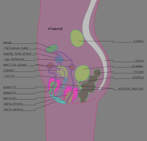 <img300*0:stuff/z/57/femehans/2007122101_TFK_sexes_niwacod.png>