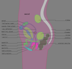 <img300*0:stuff/z/57/femehans/2007122101_TFK_sexes_wacod.png>