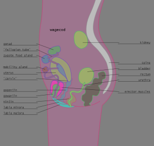 <img300*0:stuff/z/57/femehans/2007122101_TFK_sexes_wagecod.png>
