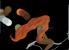 <img0*50:stuff/z/61513/...of%2520dream%2520and%2520drama%2520in%2520progress/odadwip%20(6).jpg>