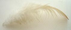 <img0*100:stuff/z/61513/Feather%2520Stock%2520by%2520Squee/FeathersSquee%20(10).jpg>