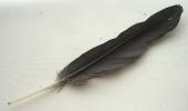 <img0*100:stuff/z/61513/Feather%2520Stock%2520by%2520Squee/FeathersSquee%20(14).jpg>