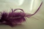 <img0*100:stuff/z/61513/Feather%2520Stock%2520by%2520Squee/FeathersSquee%20(2).JPG>
