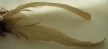 <img0*100:stuff/z/61513/Feather%2520Stock%2520by%2520Squee/FeathersSquee%20(4).JPG>