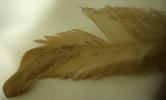 <img0*100:stuff/z/61513/Feather%2520Stock%2520by%2520Squee/FeathersSquee%20(6).JPG>