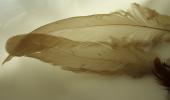 <img0*100:stuff/z/61513/Feather%2520Stock%2520by%2520Squee/FeathersSquee%20(7).JPG>