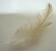 <img0*100:stuff/z/61513/Feather%2520Stock%2520by%2520Squee/FeathersSquee%20(9).jpg>