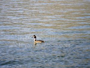 <img300*0:stuff/z/61513/Ioannina/IMGP0203.JPG>