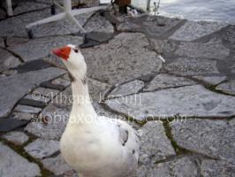 <img0*200:stuff/z/61513/Ioannina/IMGP0263.JPG>