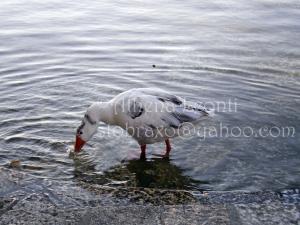 <img300*0:stuff/z/61513/Ioannina/IMGP0265.JPG>