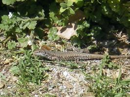 <img0*200:stuff/z/61513/Ioannina/IMGP0301.JPG>