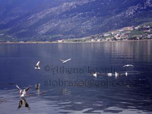 <img300*0:stuff/z/61513/Ioannina/IMGP0459.JPG>