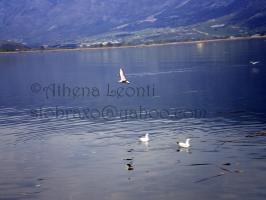 <img0*200:stuff/z/61513/Ioannina/IMGP0460.JPG>