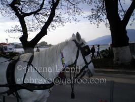 <img0*200:stuff/z/61513/Ioannina/IMGP0579.JPG>