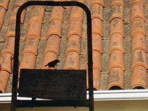 <img300*0:stuff/z/61513/Konitsa%25202009/P6150002.JPG>