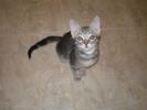 <img0*100:stuff/z/61513/Ninja%2520Kitty/IMGP0241.JPG>