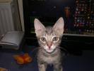 <img0*100:stuff/z/61513/Ninja%2520Kitty/IMGP0261.JPG>
