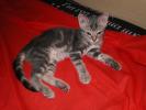 <img0*100:stuff/z/61513/Ninja%2520Kitty/IMGP0337.JPG>