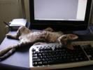 <img0*100:stuff/z/61513/Ninja%2520Kitty/IMGP0472.JPG>