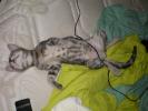 <img0*100:stuff/z/61513/Ninja%2520Kitty/IMGP0534.JPG>