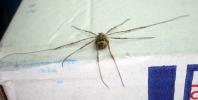 <img0*100:stuff/z/61513/epr/IMGP4040.JPG>