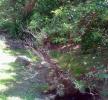 <img0*100:stuff/z/61513/jittbg/forest%20bg%20(1).jpg>