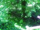 <img0*100:stuff/z/61513/jittbg/forest%20bg%20(2).jpg>