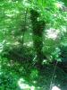 <img0*100:stuff/z/61513/jittbg/forest%20bg%20(3).jpg>