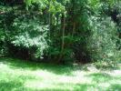 <img0*100:stuff/z/61513/jittbg/forest%20bg.jpg>