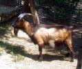 <img0*100:stuff/z/61513/jittnmls/Billy%20Goat%20(1).jpg>
