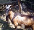<img0*100:stuff/z/61513/jittnmls/Billy%20Goat%20(2).jpg>