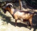 <img0*100:stuff/z/61513/jittnmls/Billy%20Goat%20(3).jpg>