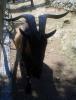 <img0*100:stuff/z/61513/jittnmls/Billy%20Goat.jpg>