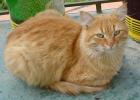 <img0*100:stuff/z/61513/jittnmls/Cat%20(1).jpg>