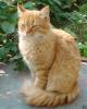 <img0*100:stuff/z/61513/jittnmls/Cat.jpg>