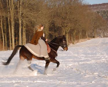 <img0*300:stuff/z/61691/Beautiful%2520Crow%2520in%2520snow/DSC_0071.jpg>