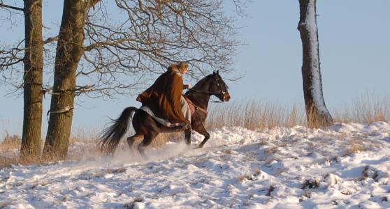 <img0*300:stuff/z/61691/Beautiful%2520Crow%2520in%2520snow/DSC_0487.jpg>