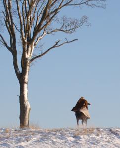 <img0*300:stuff/z/61691/Beautiful%2520Crow%2520in%2520snow/DSC_0496.jpg>