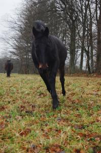 <img0*300:stuff/z/61691/Crowihagen/DSC_0111.JPG>