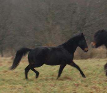 <img0*300:stuff/z/61691/Crowihagen/DSC_0137.JPG>