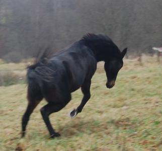 <img0*300:stuff/z/61691/Crowihagen/DSC_0162.JPG>