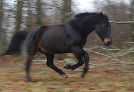 <img0*300:stuff/z/61691/Crowihagen/DSC_0171.JPG>