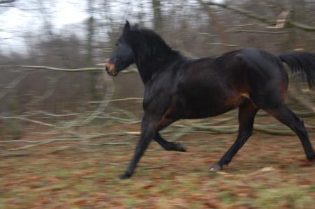<img0*300:stuff/z/61691/Crowihagen/DSC_0176.JPG>