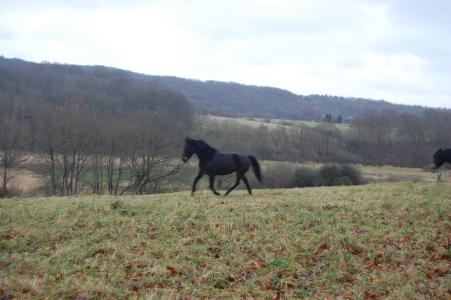 <img0*300:stuff/z/61691/Crowihagen/DSC_0189.JPG>